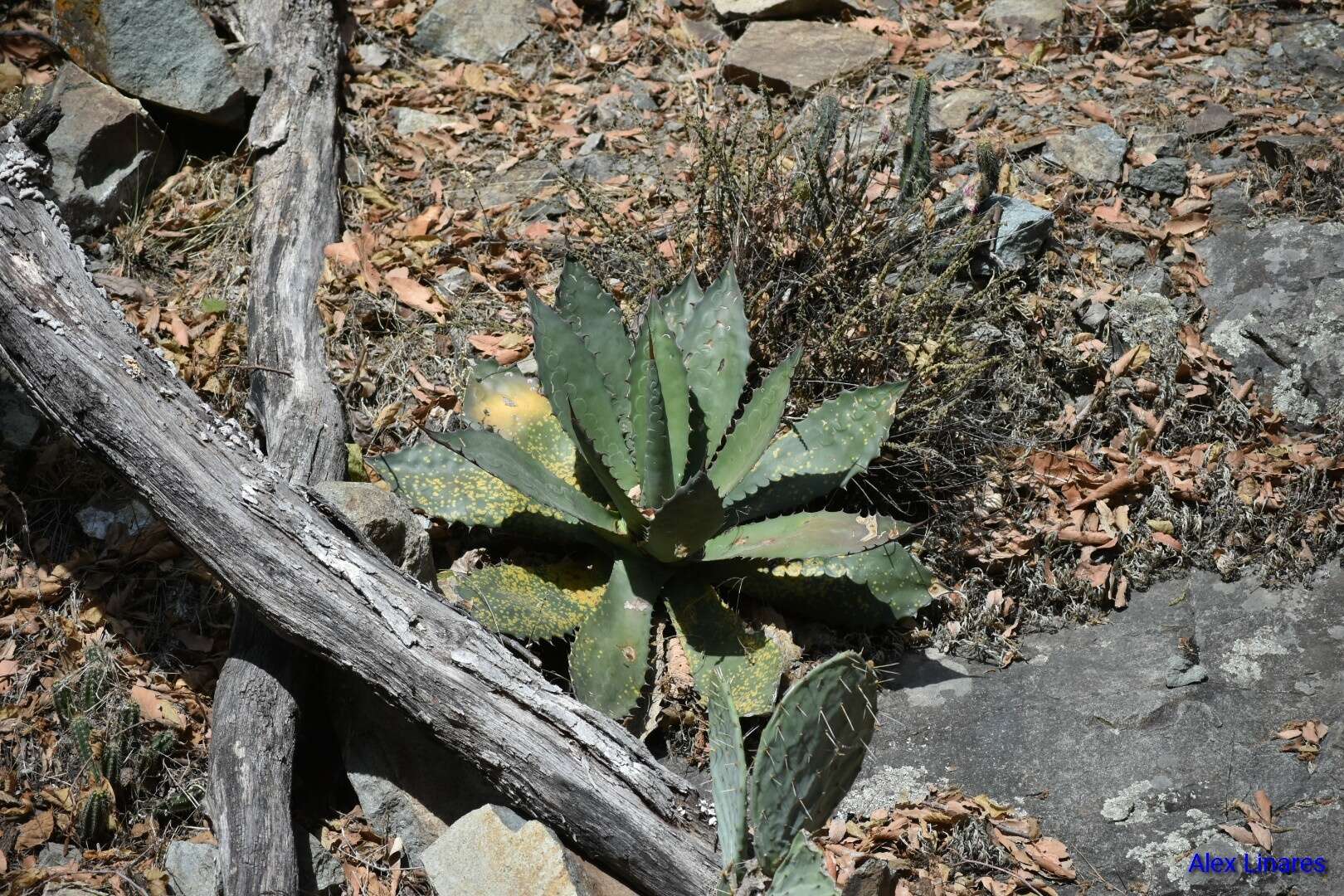 Image of Agave shrevei Gentry