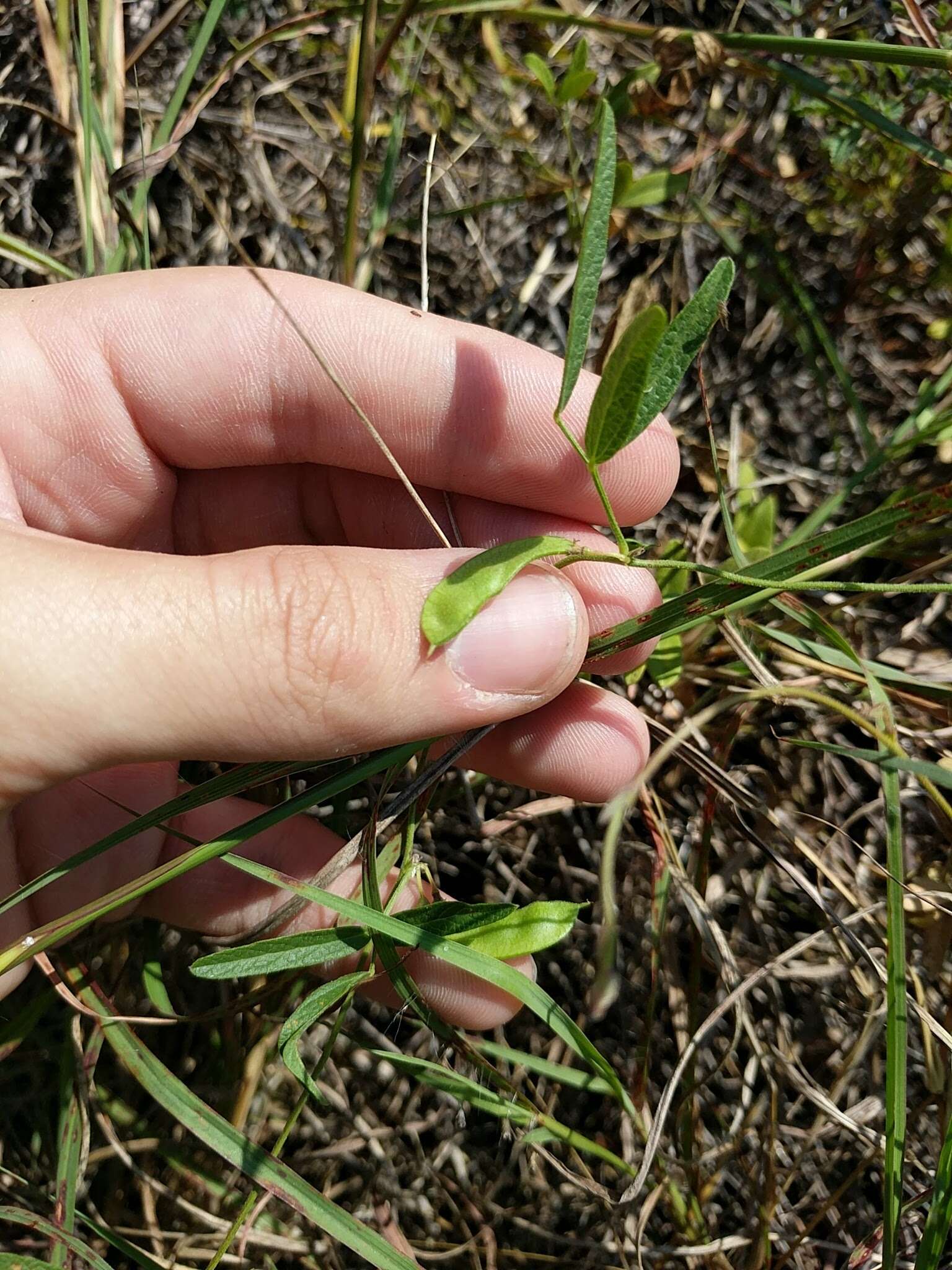 Image of Texas snoutbean