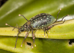 Image of Ophiocordyceps curculionum (Tul. & C. Tul.) G. H. Sung, J. M. Sung, Hywel-Jones & Spatafora 2007