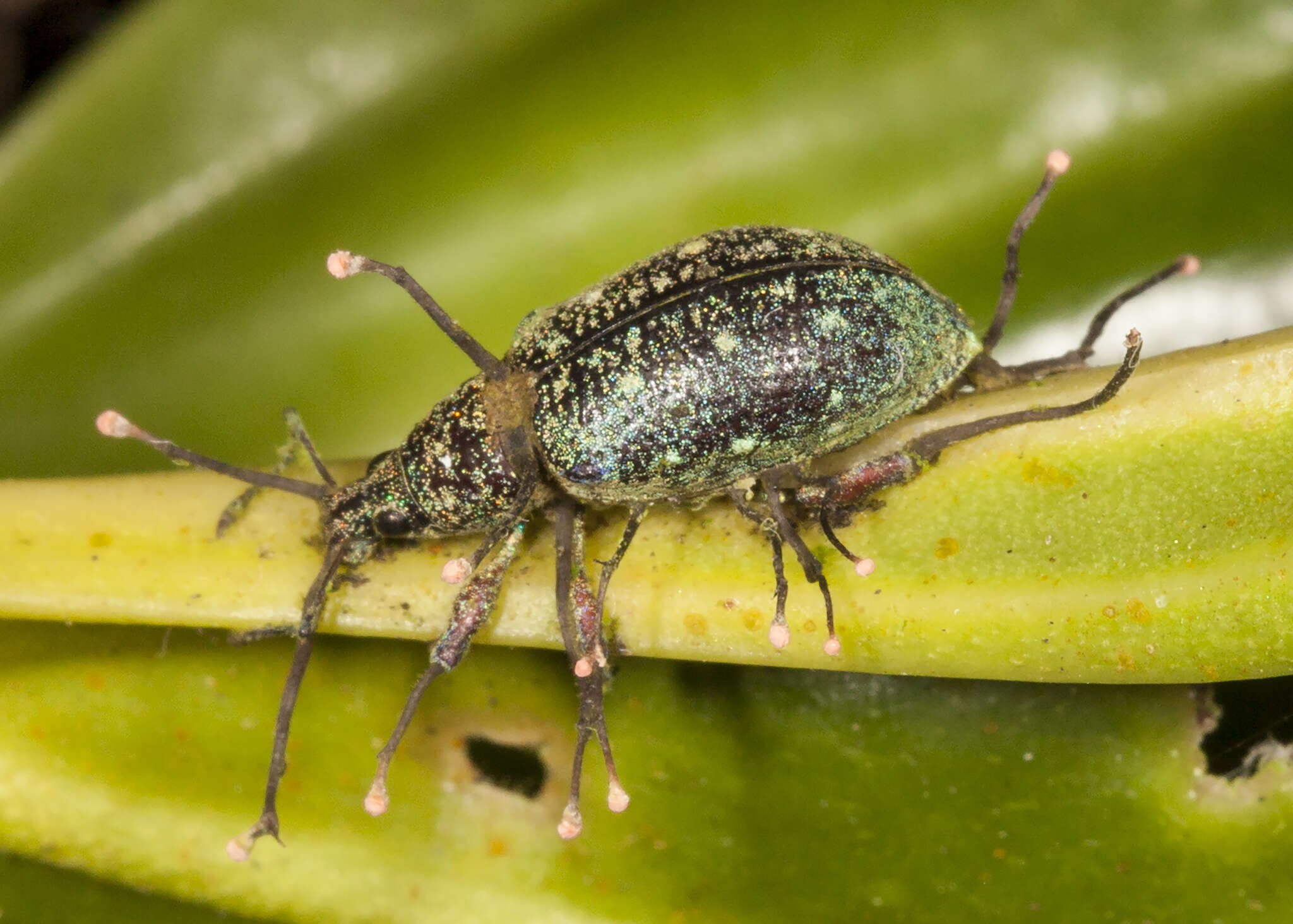 Image of Ophiocordyceps curculionum (Tul. & C. Tul.) G. H. Sung, J. M. Sung, Hywel-Jones & Spatafora 2007