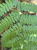 Imagem de Dryopteris unidentata (Hook. & Arn.) C. Chr.