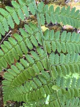 Plancia ëd Dryopteris unidentata (Hook. & Arn.) C. Chr.