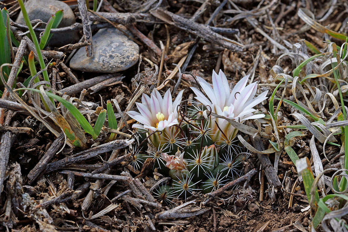 Image of Mammillaria weingartiana Boed.