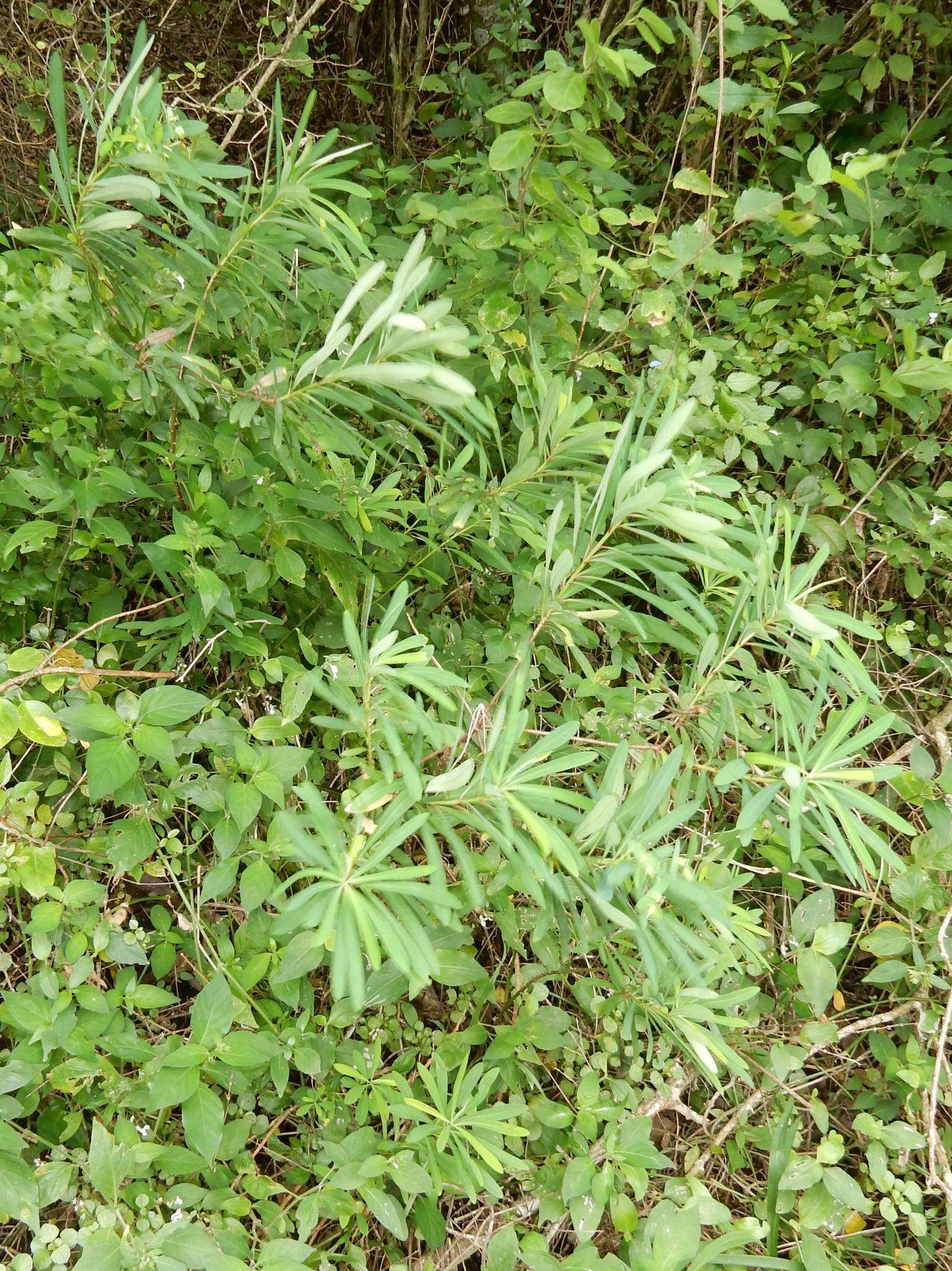 Image of Euphorbia kraussiana Bernh. ex C. Krauss