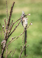 Image of White-backed Mousebird