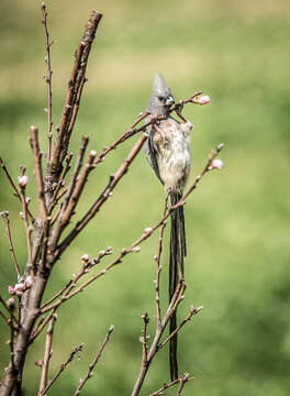 Image of White-backed Mousebird