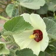 Image de Pavonia senegalensis (Cav.) Leistn.