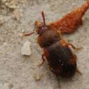 Image of Spotted Hairy Fungus Beetle