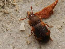 Image of Spotted Hairy Fungus Beetle