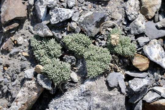 Image of gray springparsley