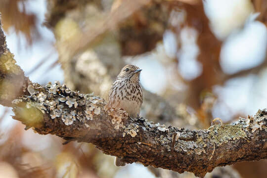 Sivun <i>Bradornis boehmi</i> kuva