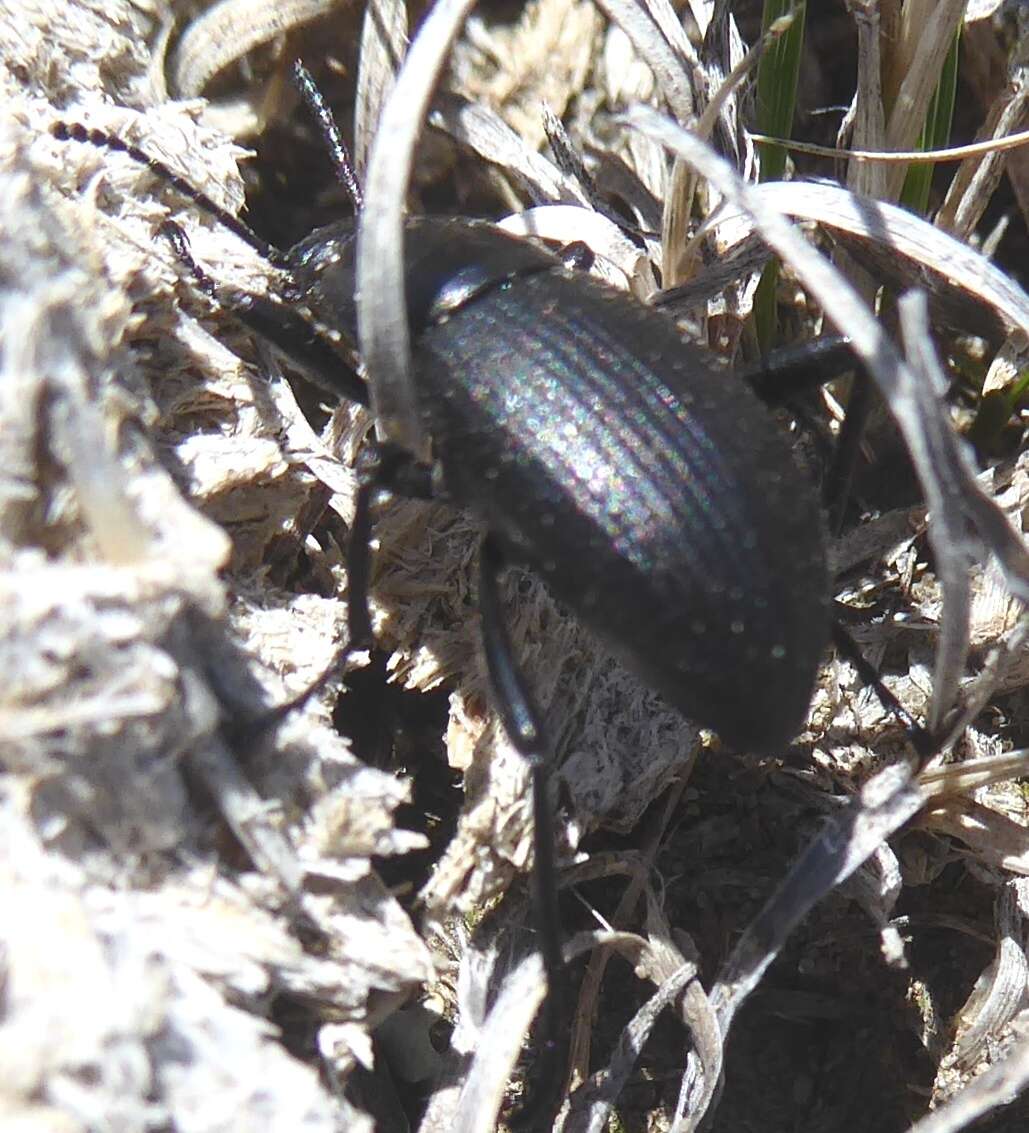 Image of Eleodes (Melaneleodes) carbonaria (Say 1824)