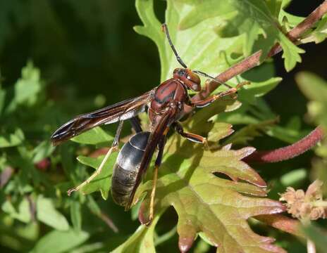 Imagem de Polistes metricus Say 1831