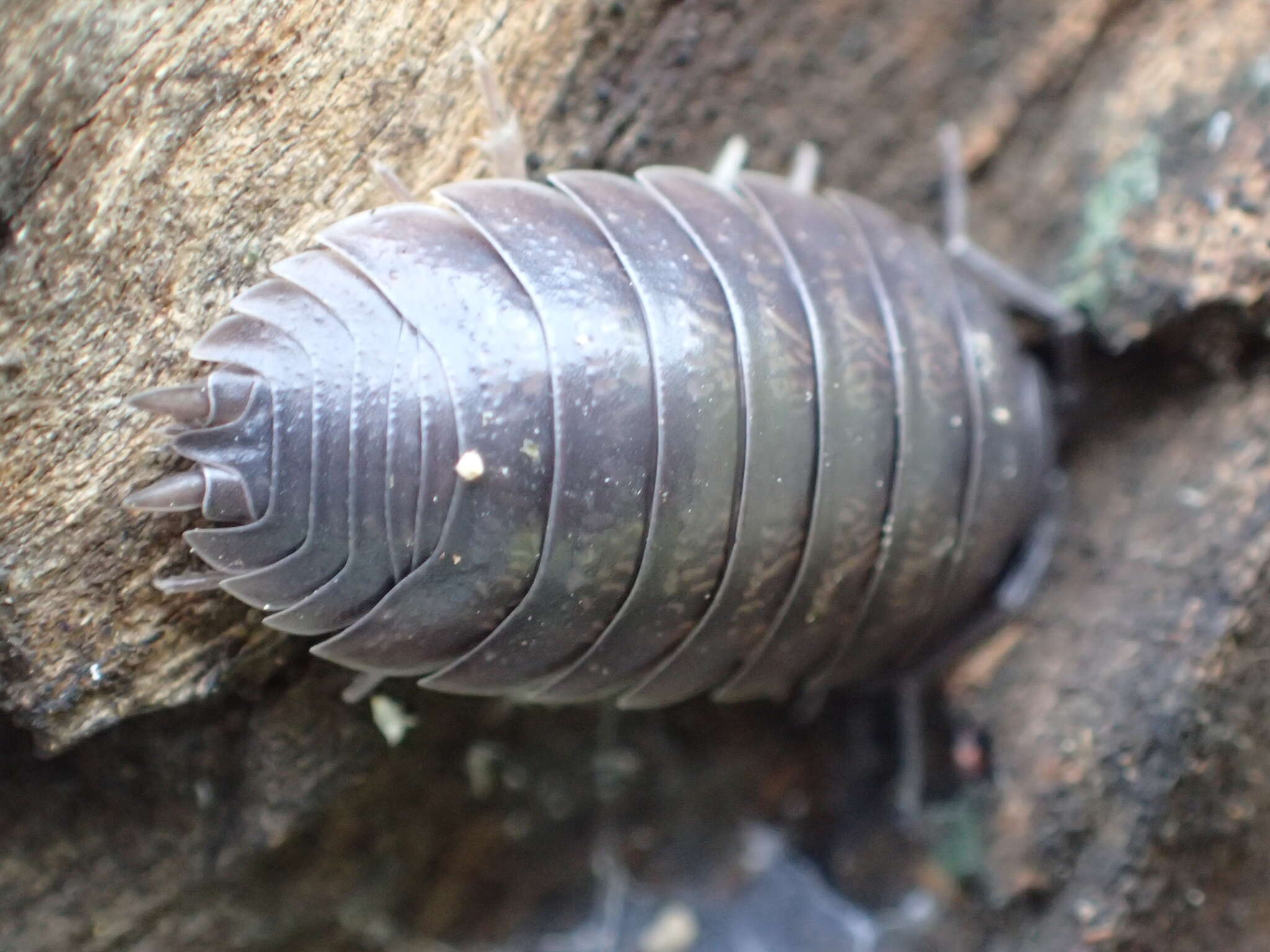 Image of Isopod