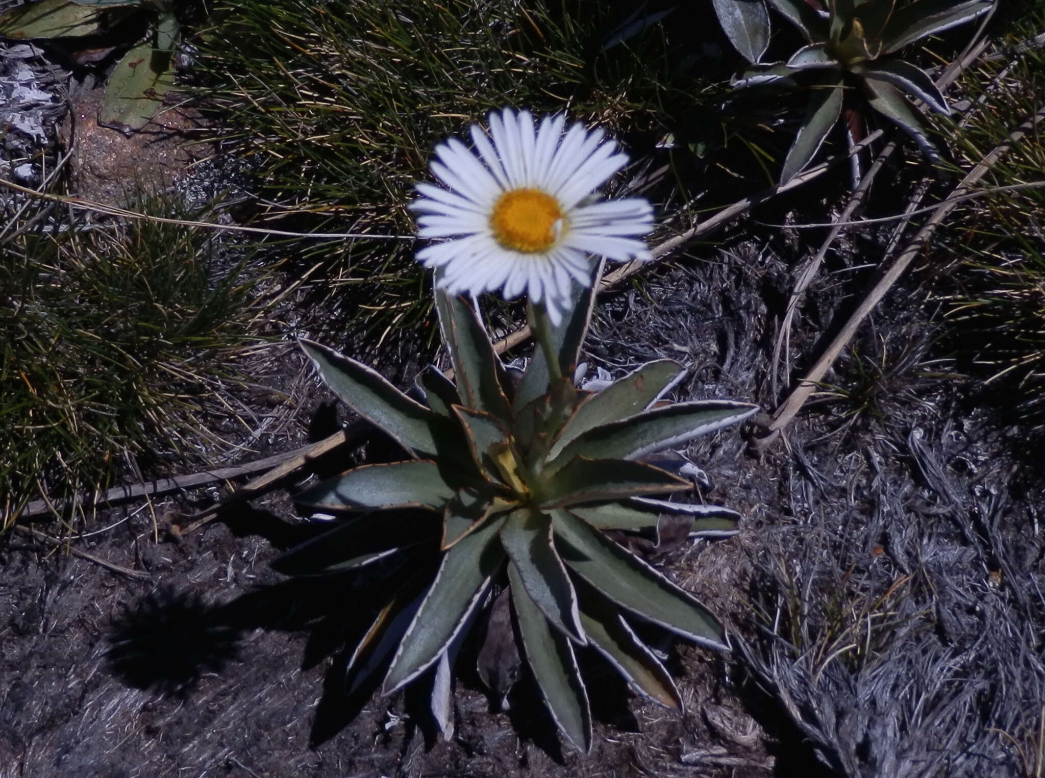 Plancia ëd Celmisia dallii J. Buch.