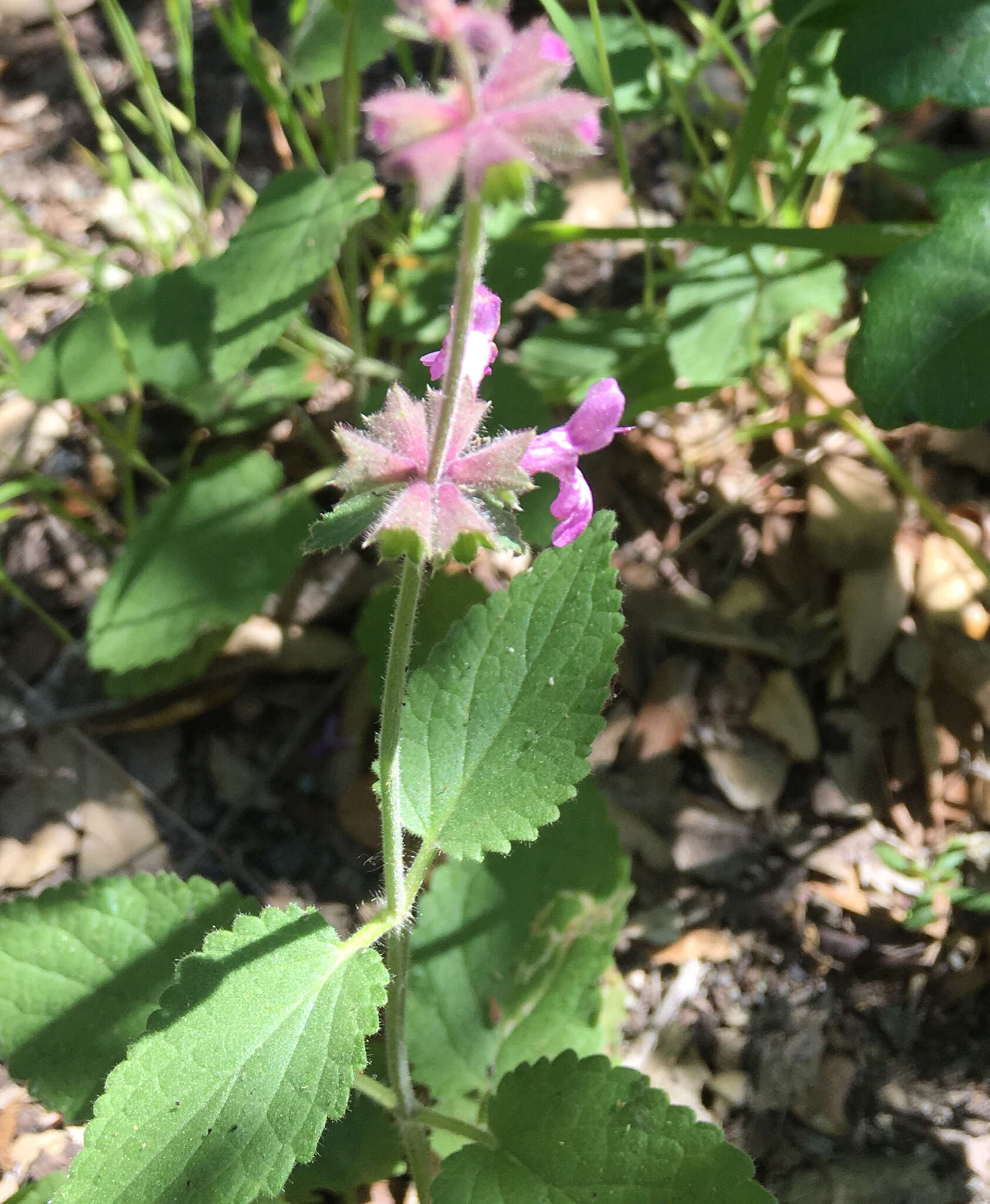 Stachys bullata Benth. resmi