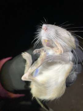 Image of Chisel-toothed Kangaroo Rat