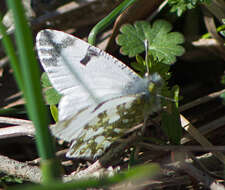 Image of Euchloe ausonia (Hübner (1804))