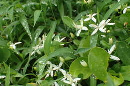 Image of Clematis terniflora var. garanbiensis (Hayata) M. C. Chang