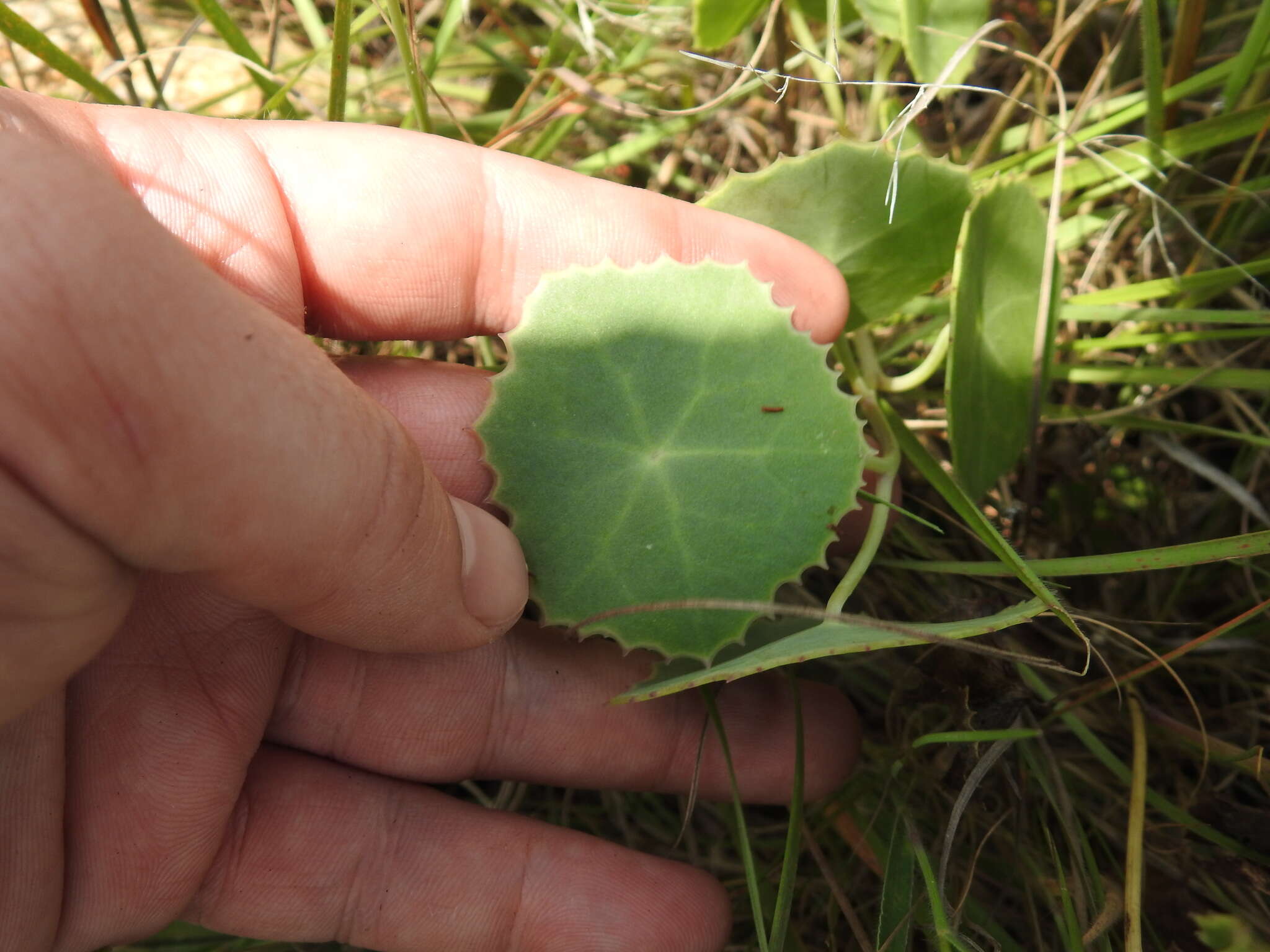 Plancia ëd Senecio oxyriifolius DC.