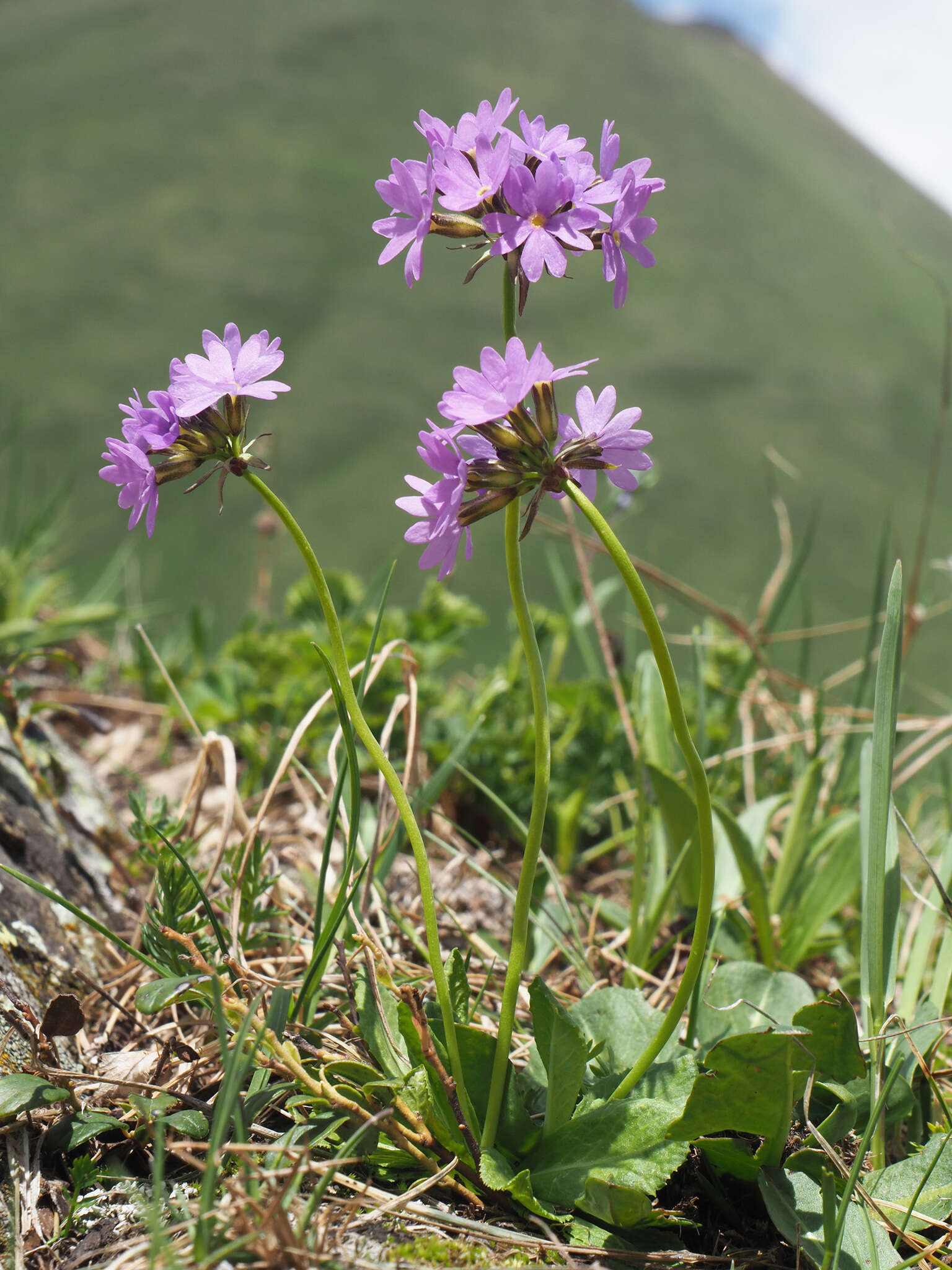 Image of Primula algida Adams