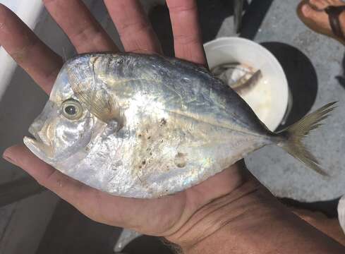 Image of Atlantic Moonfish