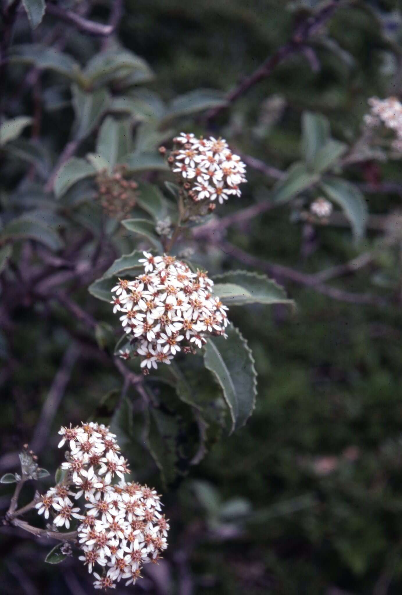 Imagem de Olearia macrodonta Baker