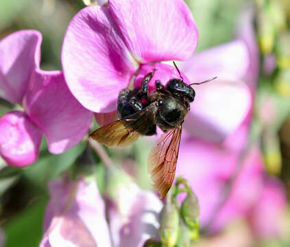 Xylocopa californica Cresson 1864 resmi