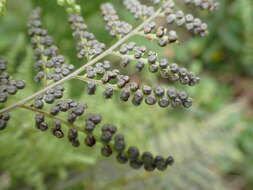 Image of Maxonia apiifolia (Sw.) C. Chr.