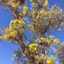 Image of Hakea eyreana (S. Moore) Mc Gill.