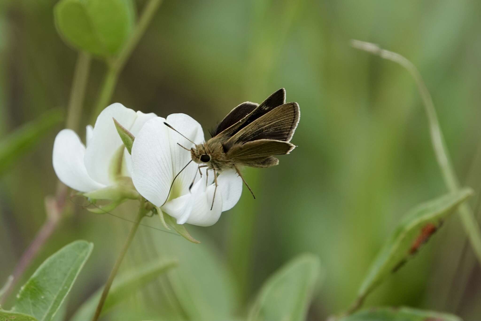 Image of Neamathla Skipper