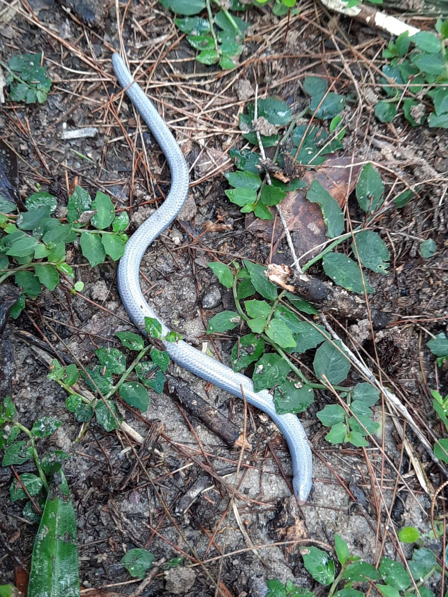 Image of Yolk-bellied Snake-skink