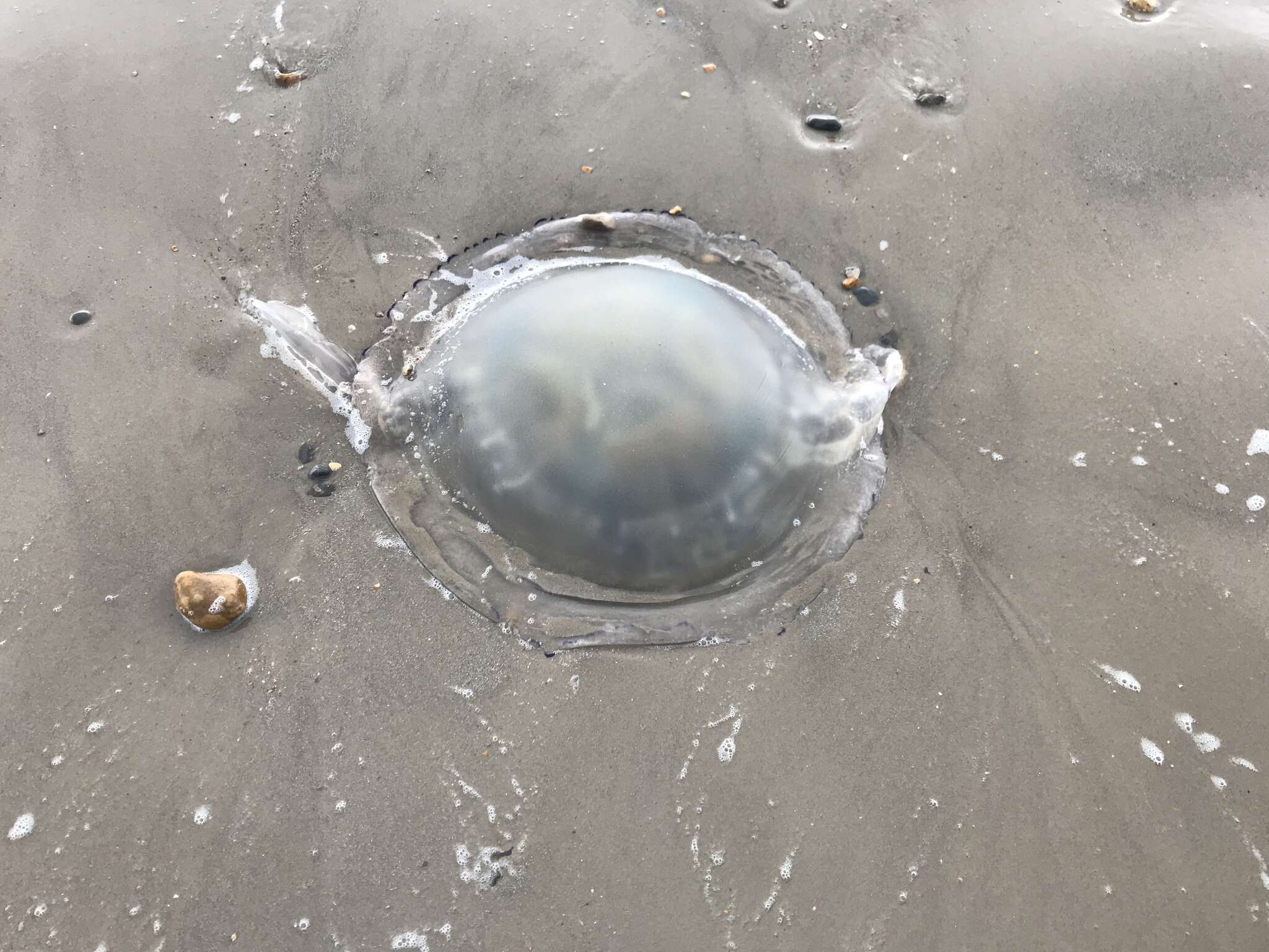 Image of barrel jellyfish