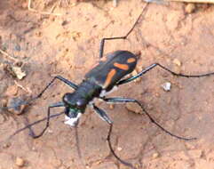 Image of Cicindela (Ancylia) andrewesi W. Horn 1894