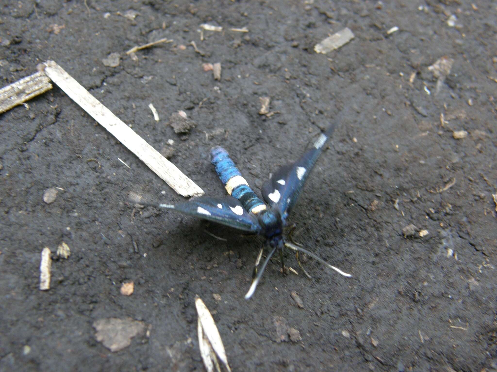 Image of Amata nigricornis Alphéraky 1883