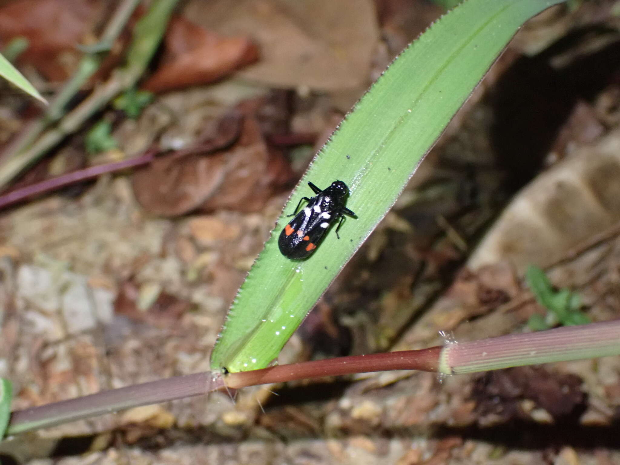 Image of Callitettix versicolor (Fabricius 1794)