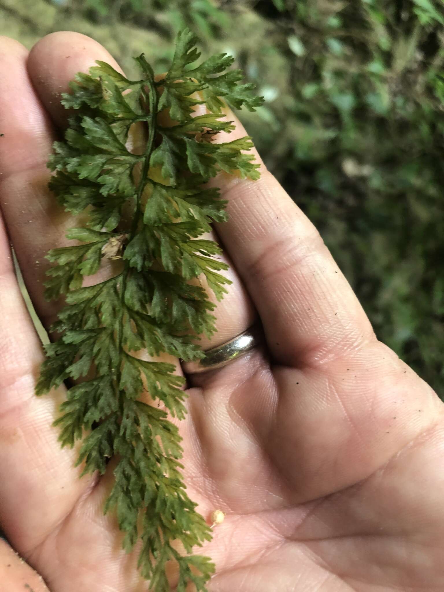 Image of Appalachian Fern