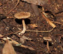 Image of Inocybe fibrillosibrunnea O. K. Mill. & R. N. Hilton 1987