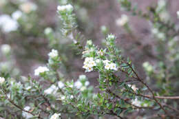 Image of Pimelea pseudolyallii Allan