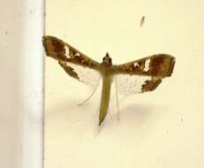 Image of Moth