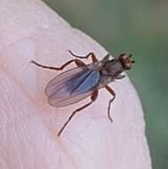 Image of Lutomyia spurca Aldrich 1922