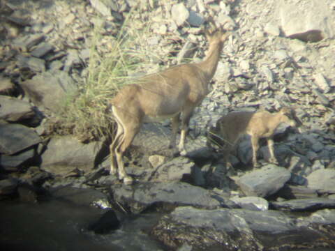 Image of Markhor