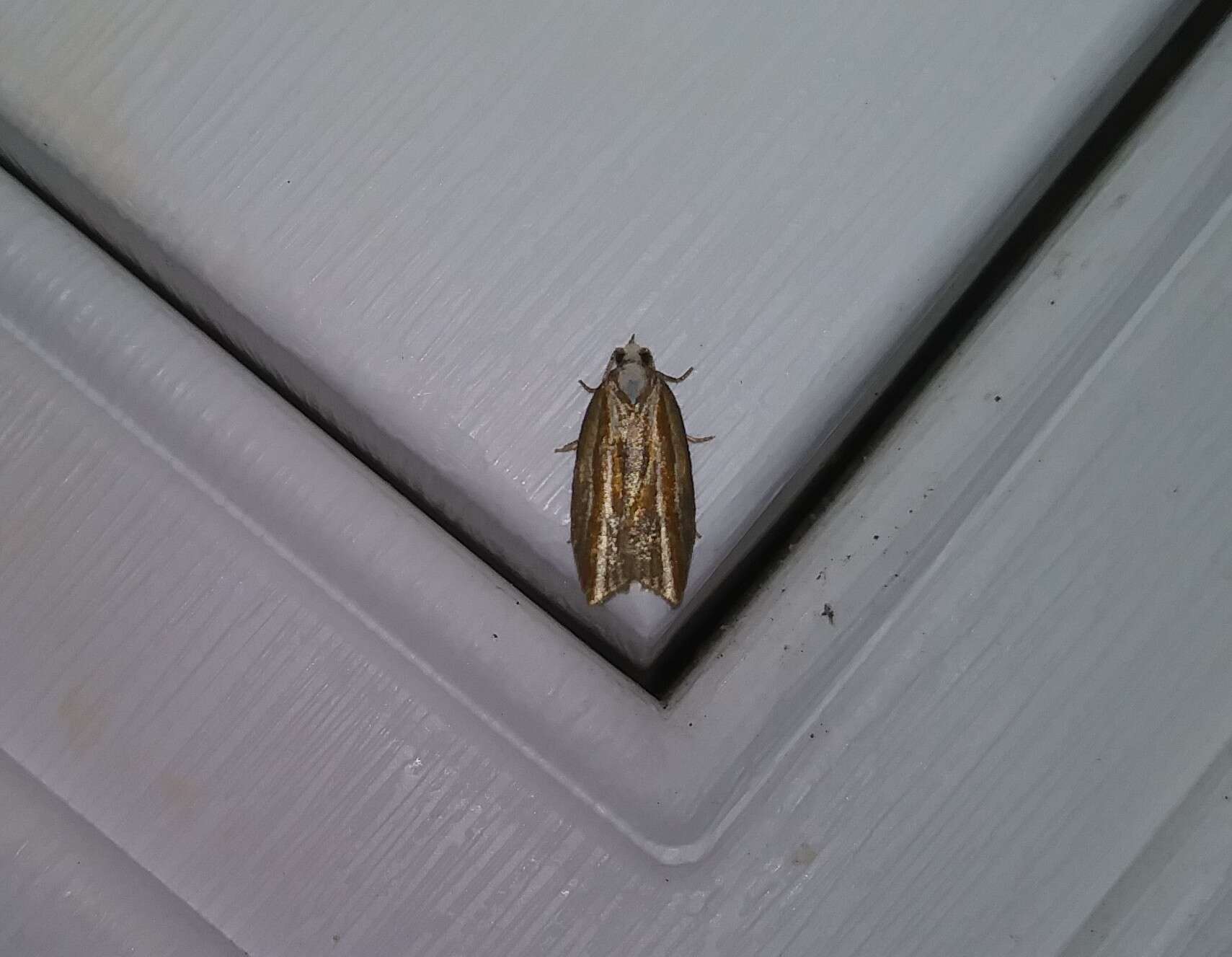 Image of Eastern Black-headed Budworm Moth