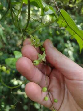 صورة Dioscorea cienegensis R. Knuth