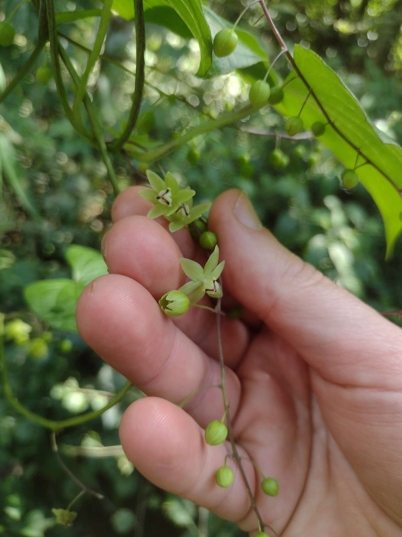 Image of Dioscorea cienegensis R. Knuth