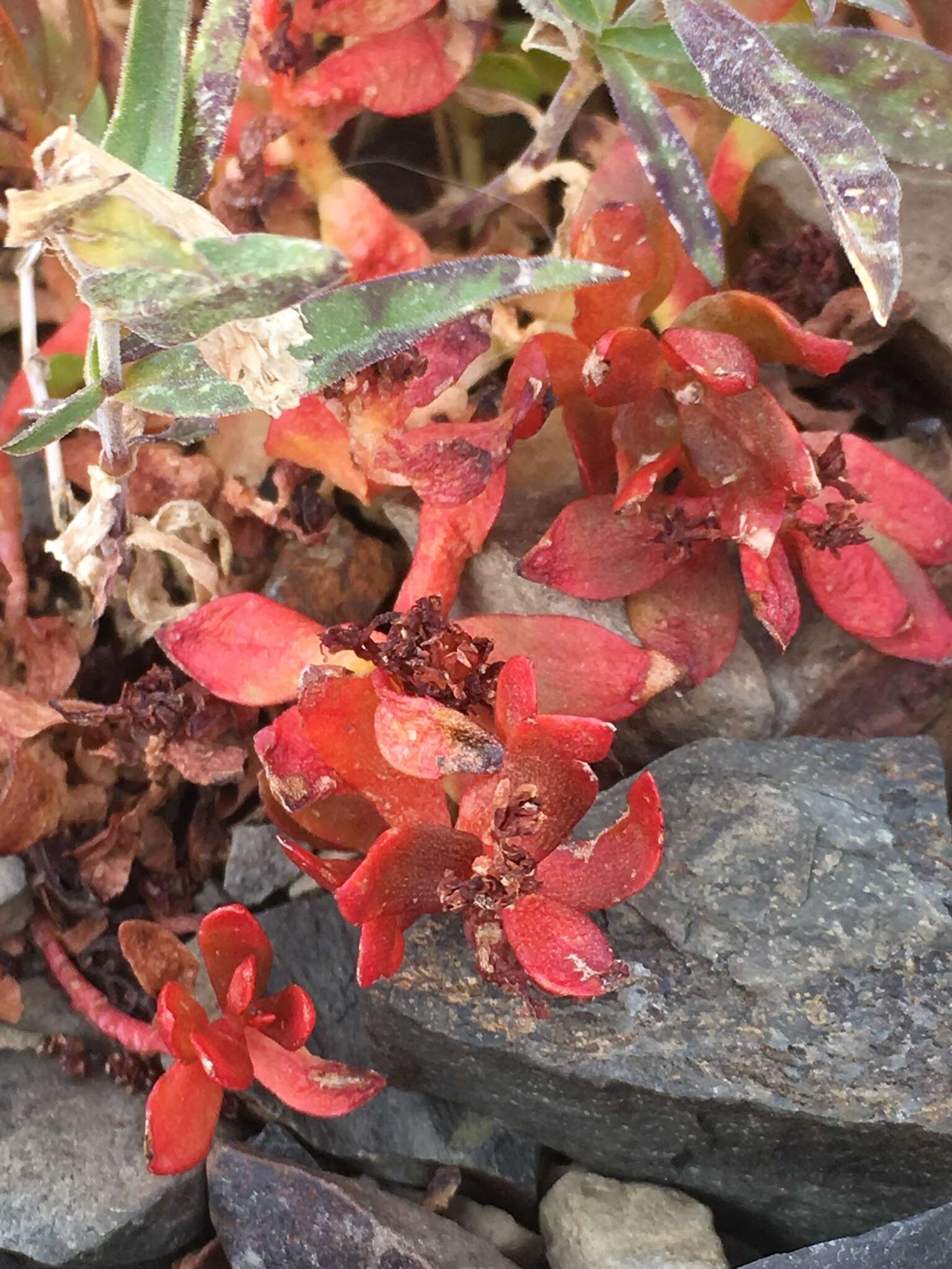 Image of ledge stonecrop