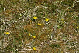 Image of Viper's Grass