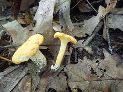 Image de Cantharellus flavus Foltz & T. J. Volk 2013