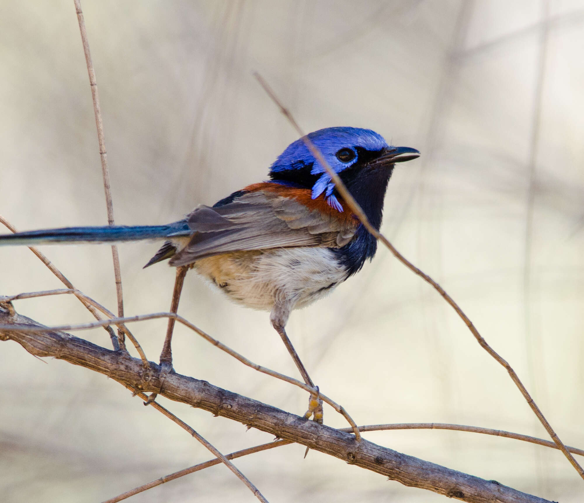 Image of Blue-breasted Fairy-wren