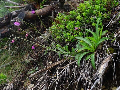 Image of Carduus defloratus subsp. defloratus